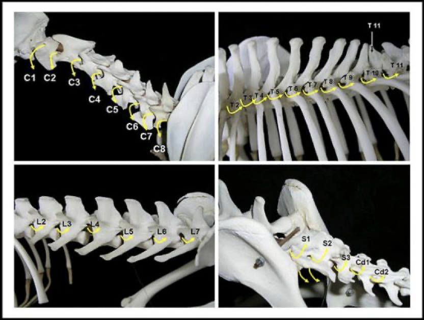 <p>There are 8 cervical segments, but only <strong>7 vertebrae</strong></p><ul><li><p>This causes C2 - C7 spinal nerves to exit the vertebral canal CRANIAL to its associated vertebrae… all other spinal nerves, including those associated with C8, exit the vertebral canal CAUDALLY</p><ul><li><p>C1 actually leaves through the <strong>LATERAL vertebral foramen</strong>… just had to be different</p></li></ul></li></ul><p></p>