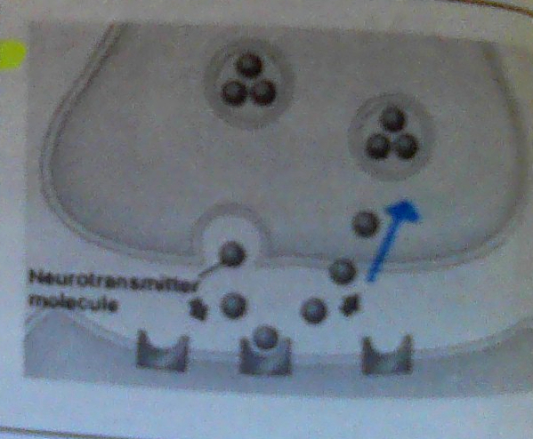 <p>Transporter proteins in axon terminal remove NT.</p>