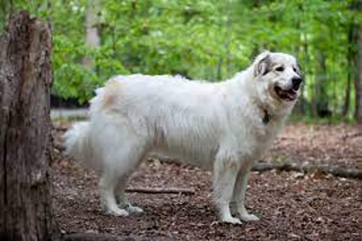 <p># polarbear dog</p>