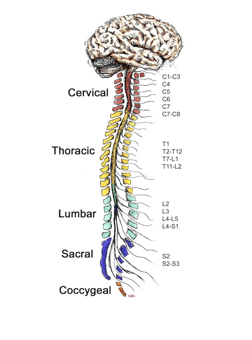 <p>T2-T12 control __________</p>