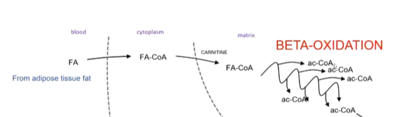 <ol><li><p><span>hormone signalling causes<strong> fatty acids </strong>to go from <strong>adipose tissue → bloodstream → cell</strong></span></p></li><li><p><span>trapped in the <strong>cytoplasm </strong>by bonding to <strong>CoA </strong>(FA-CoA)</span></p></li><li><p><span>CoA taken off → <strong>Carnitine </strong>takes it <strong>into mitochondria </strong>→ CoA swapped again with Carnitine</span></p></li><li><p><span><strong>FA-CoA</strong> goes through multiple rounds of <strong>Beta-Oxidation</strong></span></p></li></ol><p></p><p><span>products: <strong>1 Ac-CoA, FADH2 and NADH </strong>per round (+ </span><strong>1 Ac-CoA</strong> left at the end)</p><p></p>