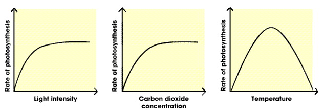 <p>Anything in short supply which prevents photosynthesis at its maximum rate.</p>