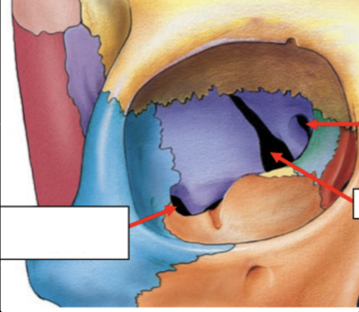 <p>Skull Foramina: Sphenoid Bone</p>