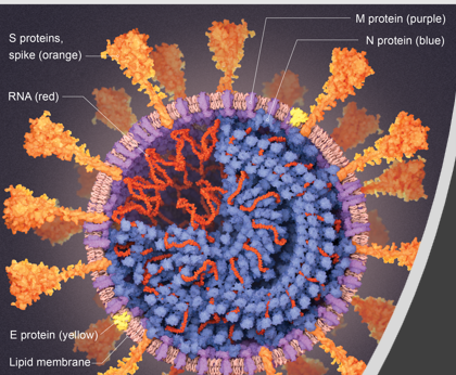 -Enveloped
-Helical
-Very large +RNA genome (cat IV)
- Nonseg
an Rdrp that has exonuclease activity (some proofreading ability)