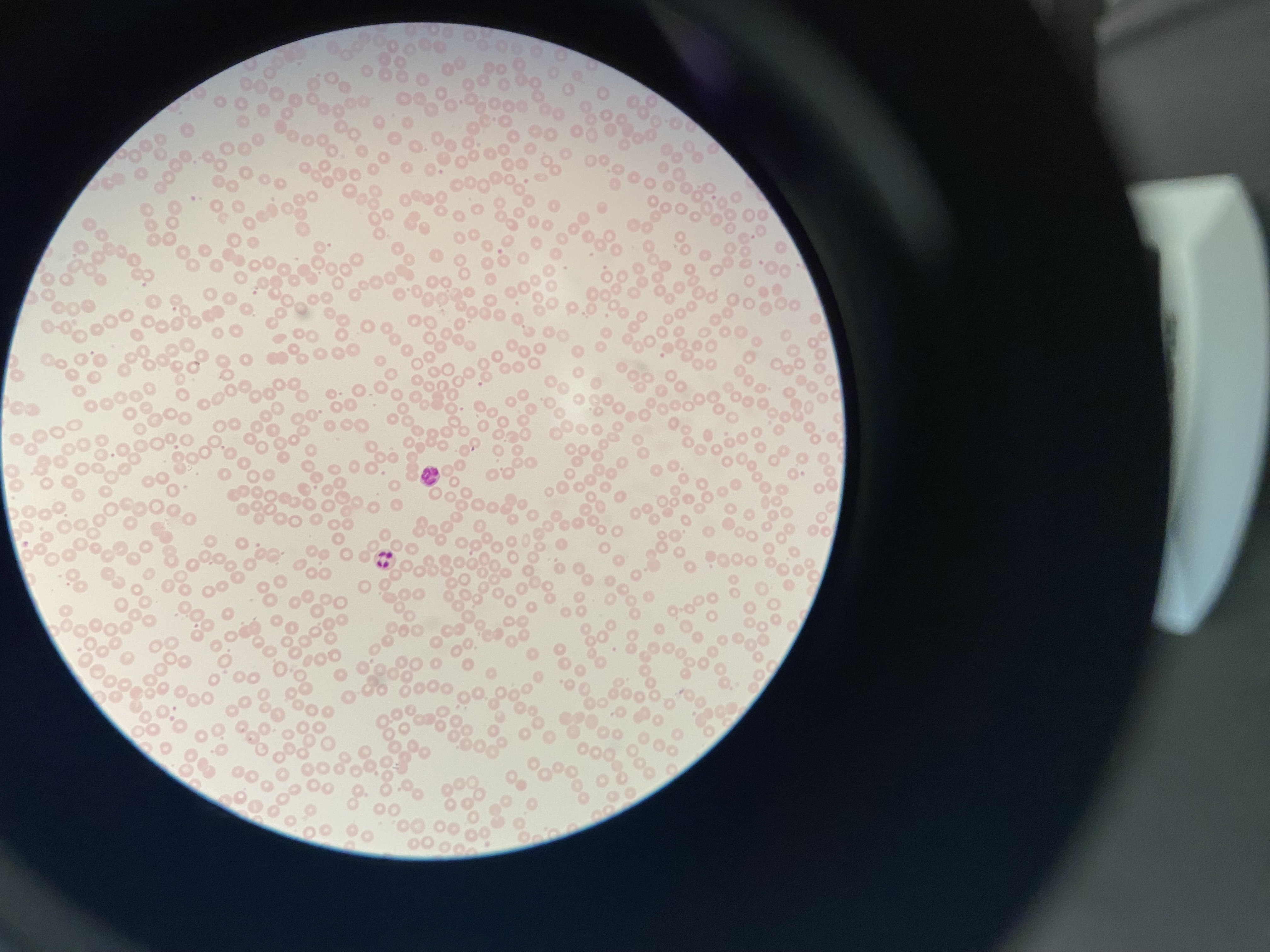 <p>What cell is this?</p>