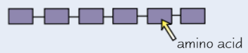 <p><strong>Sequence </strong>of <strong>amino acids</strong> in <strong>polypeptide</strong> <strong>chain</strong></p>