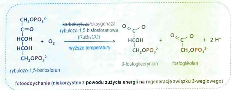 <p>(Oksydoreduktazy)</p><p>Wbudowuje atom(y) tlenu bezpośrednio do substratu </p>