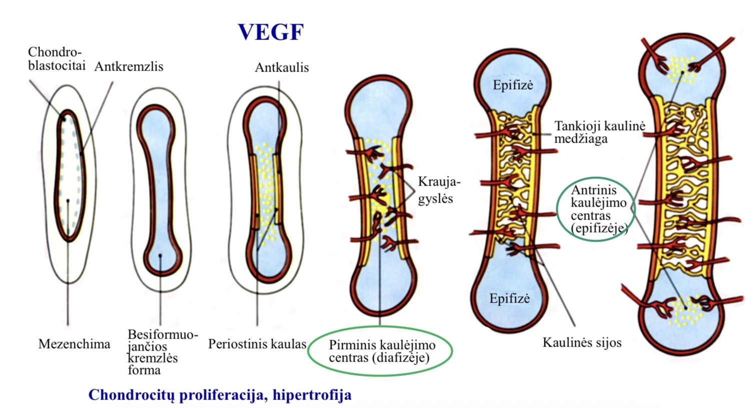 <p>Mezenchimos lasteles diferencijuojasi i chondrogenines lasteles → chondroblastocitus → pradeda gaminti hialinines kremzles matrica → ji igyja ilgojo busimo kaulo forma → susiformuoja antkremzlis → vyksta chondrocitu proliferacija ir hipertrofija → hipertrofave chondrocitai isskiria endotelio augimo faktoriu (VEGF), 10 tipo kolagena → dalis chondrocitu pradeda veikti antkremzlyje esancias lasteles virsti osteogeninemis lastelemis, o jos virsta i osteoblastus, todel diafizes dalyje turime besiformuojanti antkauli → pro antkauli prasiskverbia kraujagysles ir susiformuoja kraujagyslinis pumpuras, susidaro pirminis kaulejimo centras (diafizeje) → dalis hialinines kremles pradeda kacifikuoti ir tokiu budu diafizeje dar labiau pradeda trikti chondrocitu mityba, zusta apoptozes budu, su kraujagyslemis latenka osteogenines lasteles → osteoblastocitai → jie pradeda gaminti kauline medziaga → osteoblastocitai pradeda ardyti kalcifikuotos kremzles dali ir naujai susiformavusi kaula → turime vis didejancias ertmes → kelios savaites pries nestumo pabaiga kaulu galuose vyksta panasus procesai ir susidadro antriniai kaulejimo centrai (epifizeje)</p>