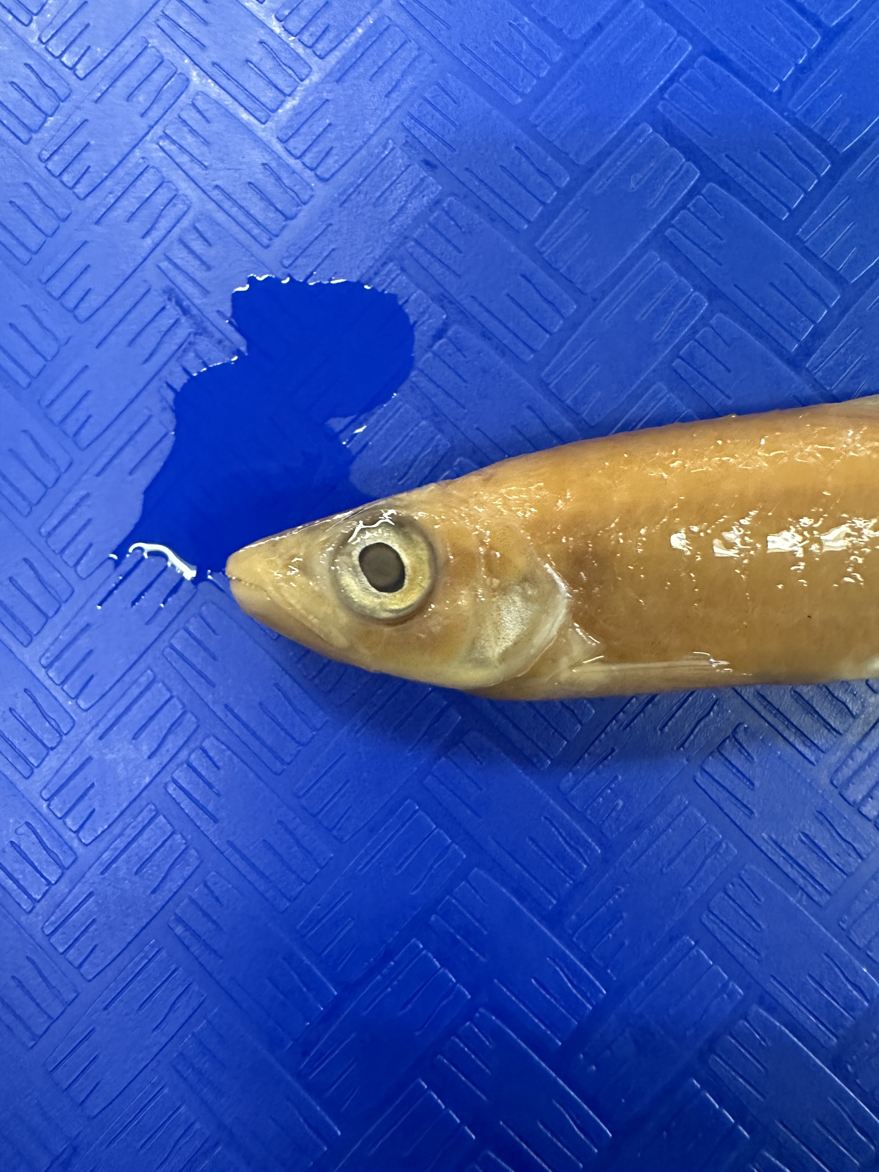 <p>Characidae (characins)</p>
