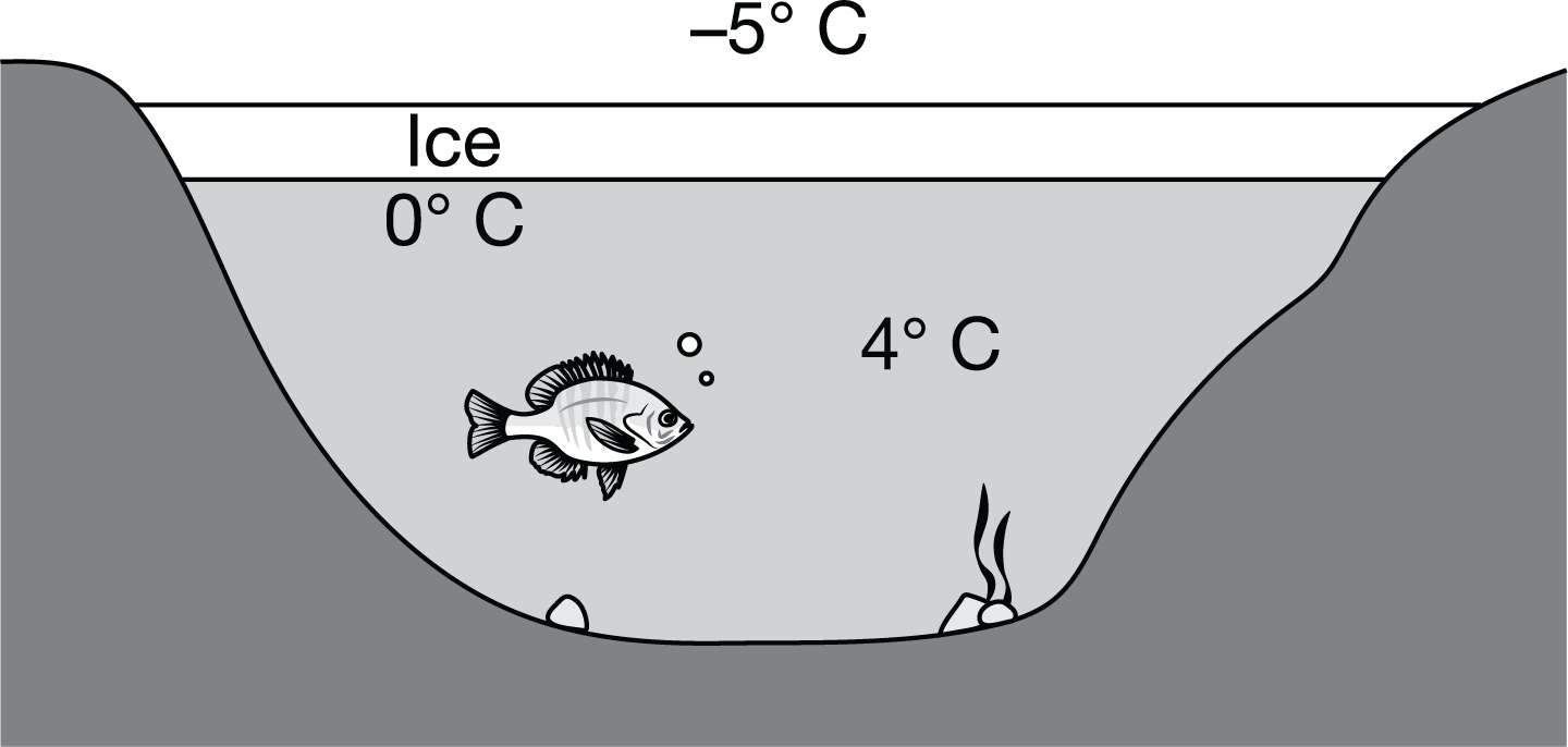 <p>As shown in the diagram, when environmental temperatures drop below freezing, a layer of ice typically forms on the surface of bodies of freshwater such as lakes and rivers. Which of the following best describes how the structure of ice benefits the organisms that live in the water below?</p>
