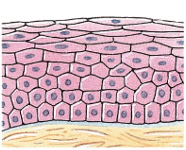 <p>Which classes of epithelium is:</p><ul><li><p>Numerous layers.</p></li><li><p>Outer layer flattened (protection).</p></li><li><p><em>Skin, linings of body openings</em>.</p></li></ul><p></p>