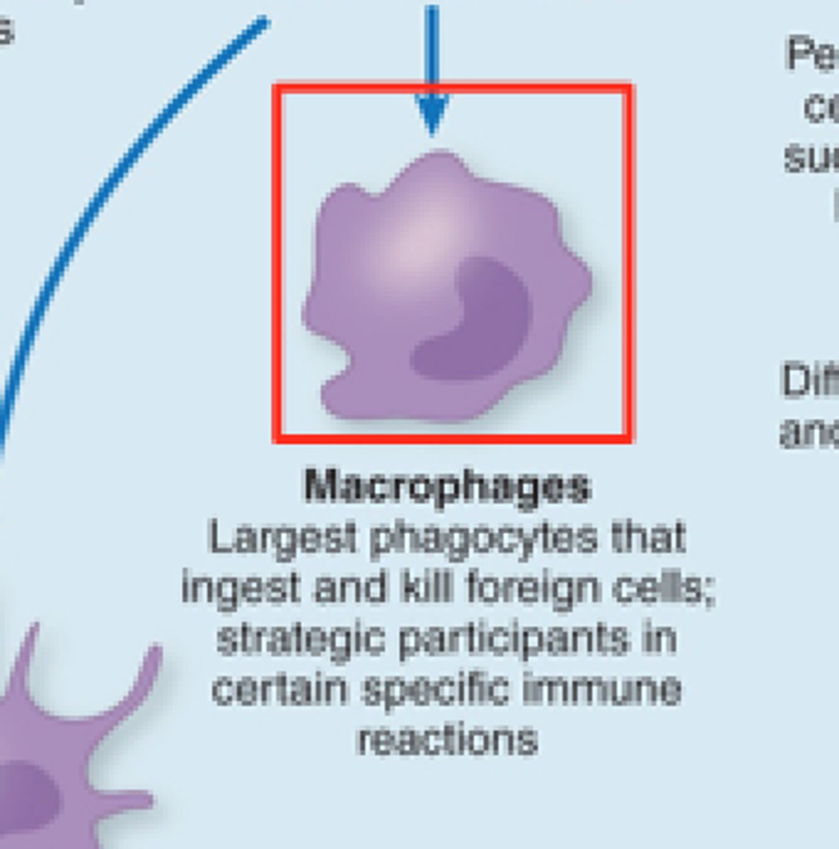 <p>M_____________ are a type of large white blood cell that ingests foreign material</p>