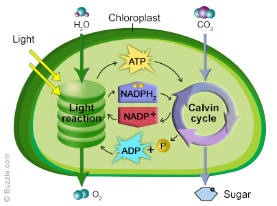 <ul><li><p>thylakoids take in water and absorb light energy</p></li><li><p>light energy ‘charges up’ ADP into ATP and splits water into H2O to release oxygen</p></li><li><p>the chloroplast takes in CO2, enzymes use energy from ATP to convert CO2 and H from H2O into glucose</p></li><li><p>the ‘low energy’ ADP molecule is recycled back into the first part of the cycle</p></li></ul><p></p>
