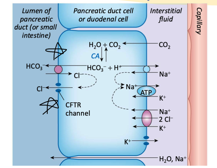 <p>bicarb is secreted via apical Cl-/HCO3 antiporter</p><ol><li><p>Cl enters pancreatic duct cell / duodenal cell via basolateral NKCC transporter and leaves via apical CFTR channel</p></li><li><p>Luminal Cl then reenters the cell via Cl/HCO3 antiporter</p></li></ol><p></p><p>bc chloride is the driving force, this is referred to as a <strong>chloride shift mechanism</strong></p>