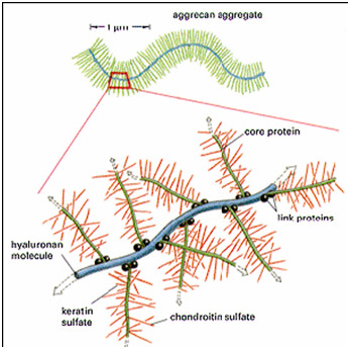 <p>En förening av polysackarider av glykosaminoglykantyp (långa ogrenade polysackarider som består av upprepade disackarider) och protein</p><p>- Drar till sig vatten pga sur sulfatgrupp —> gör vävnaden elastisk och stötdämpande</p>