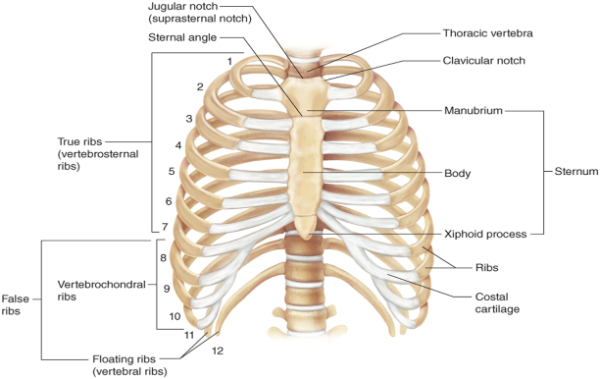<ul><li><p>formed by sternum and 12 pairs of ribs. </p><ul><li><p>The sternum is also called the breastbone and is actually made up of three bones.</p></li></ul></li><li><p>From most superior to inferior they are the </p><ul><li><p>manubrium, </p></li><li><p>the body, </p></li><li><p>xiphoid process.</p></li></ul></li><li><p>Anteriorly, </p><ul><li><p>the clavicles and most of the ribs attach to the sternum. </p></li></ul></li></ul><p></p><ul><li><p>Posteriorly</p><ul><li><p>the ribs articulate with the vertebra.</p></li></ul></li></ul><p></p><ul><li><p>The first seven pairs of ribs are called true ribs </p><ul><li><p>they attach directly to the sternum </p></li><li><p>through pieces of cartilage called costal cartilage. </p></li></ul></li></ul><ul><li><p>The next five pairs of ribs are called false ribs </p><ul><li><p>their costal cartilages attach indirectly to the sternum or do not attach at all. </p></li></ul></li></ul><ul><li><p>Rib pairs 11 and 12 are called floating ribs </p><ul><li><p>costal cartilages do not attach to the sternum anteriorly or to any other structure.</p></li></ul></li></ul><p></p>