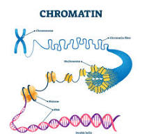 <p>chromatin</p>