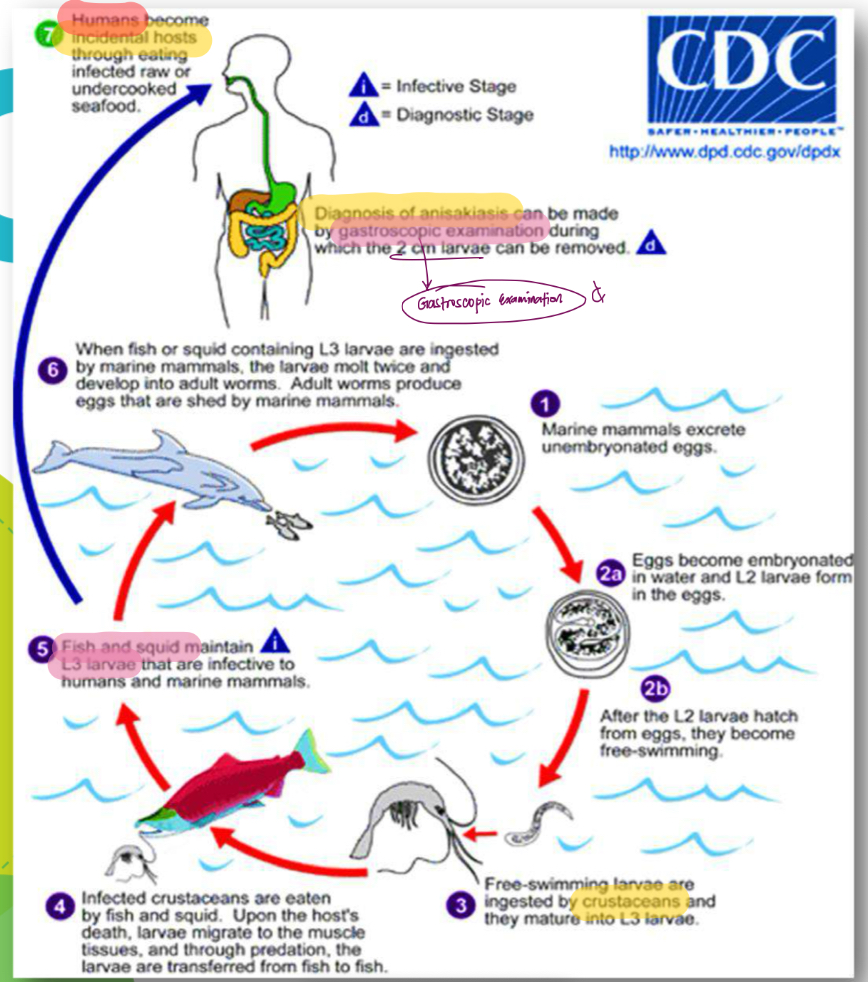 <p>Life cycle </p>