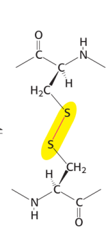 <p>provides stability for secondary proteins</p>