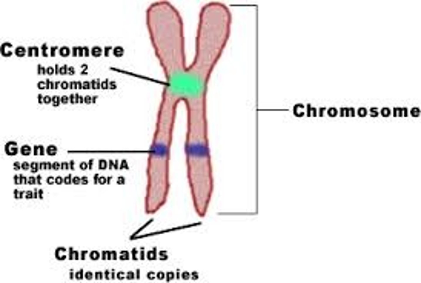 <p>Structures within cells that contain DNA and carry genetic information.</p>