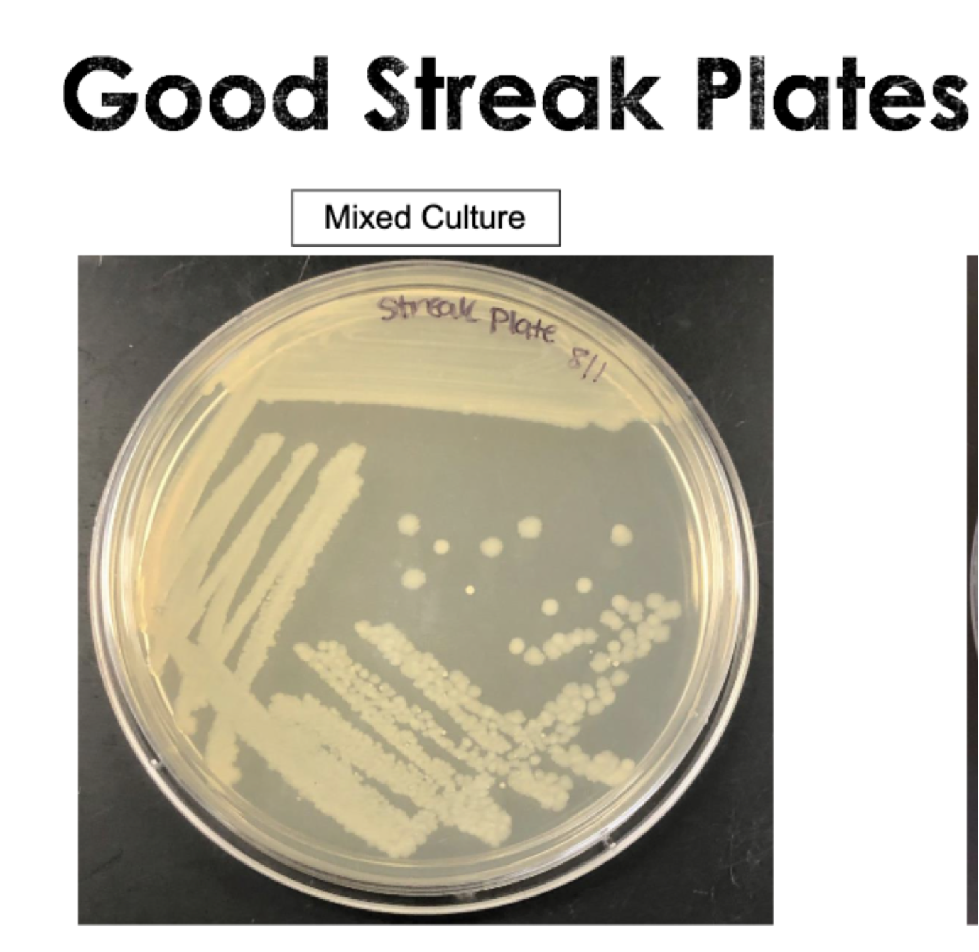 <p>To isolate bacterial colonies to obtain a PURE CULTURE bc usually bacteria are found in a mixed culture </p>