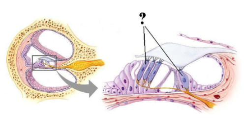 <p><span><span>Identify the indicated structures.</span></span></p>