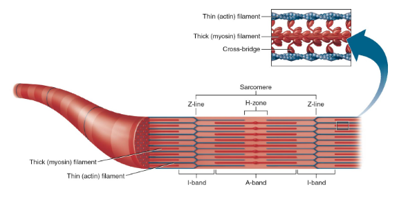 <p>Actin anchored to adjacent sarcomeres in series with each other</p><p>Sarcomere - from Z line to Z line</p>