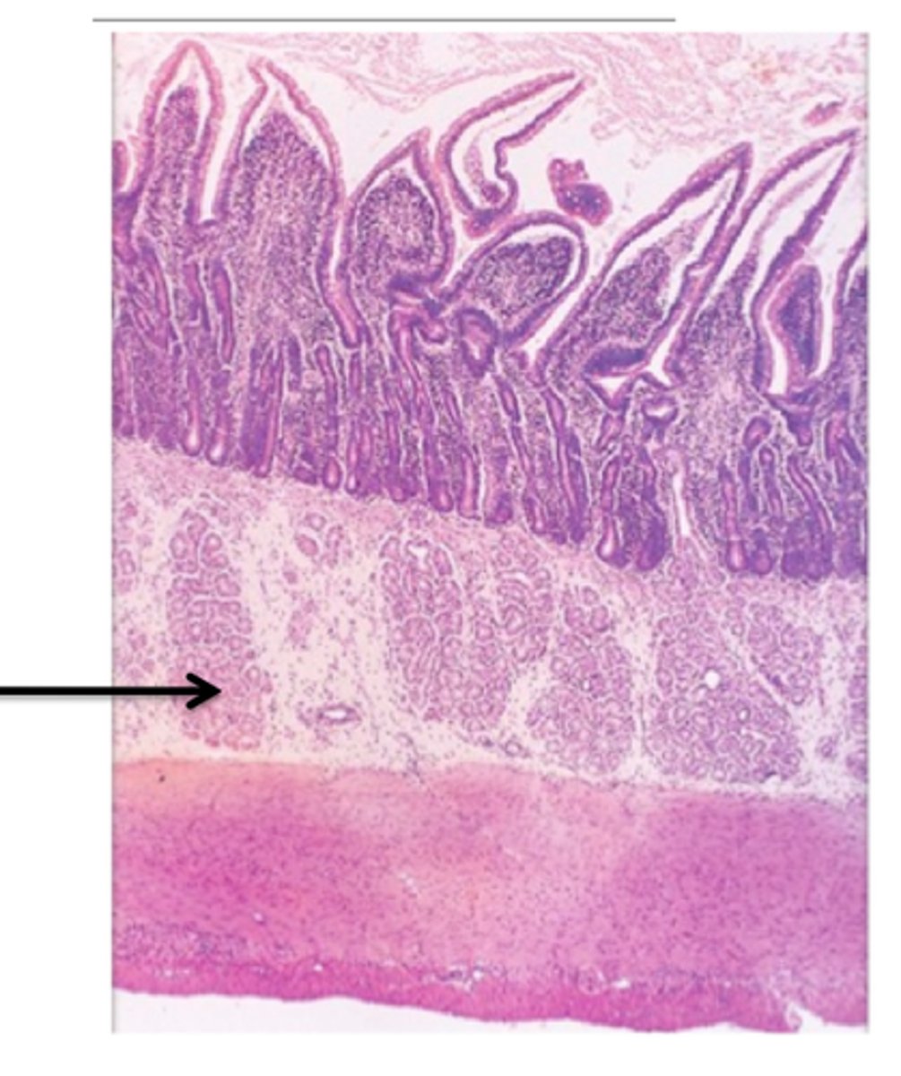 <p>The layer of connective tissue beneath the mucosa.</p>