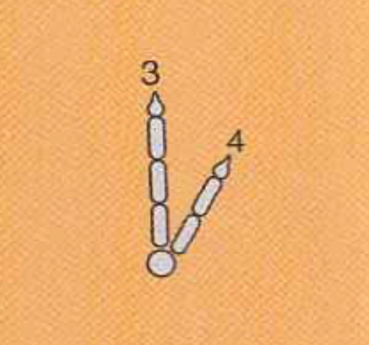 <p>Two digits (ostrich)</p>