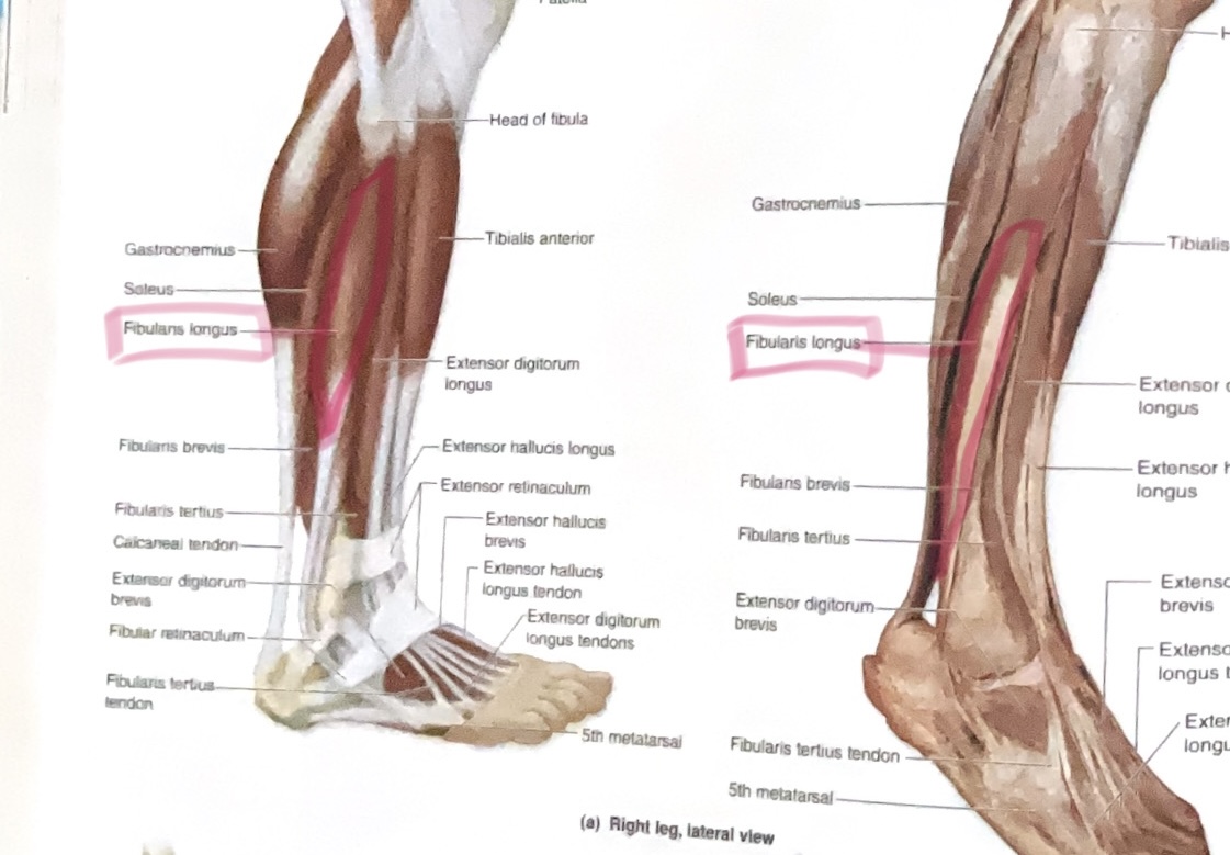 <p>Action: Plantar flex, evert ankle</p>