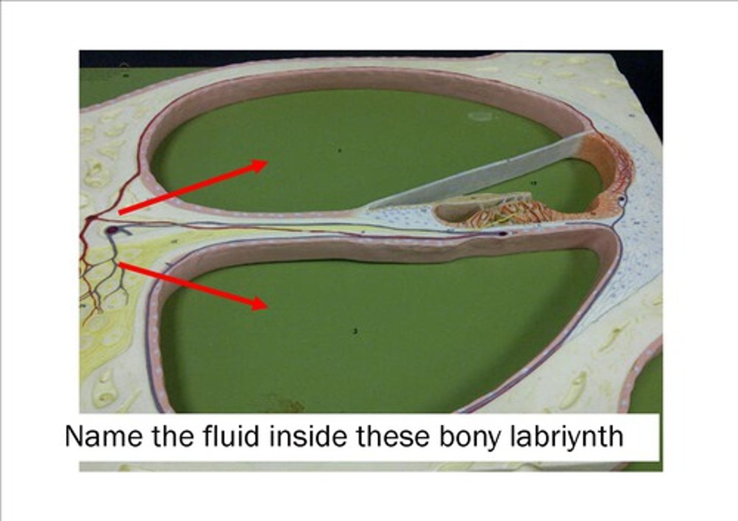 <p>fluid within the scala vestibuli &amp; scala tympani</p>