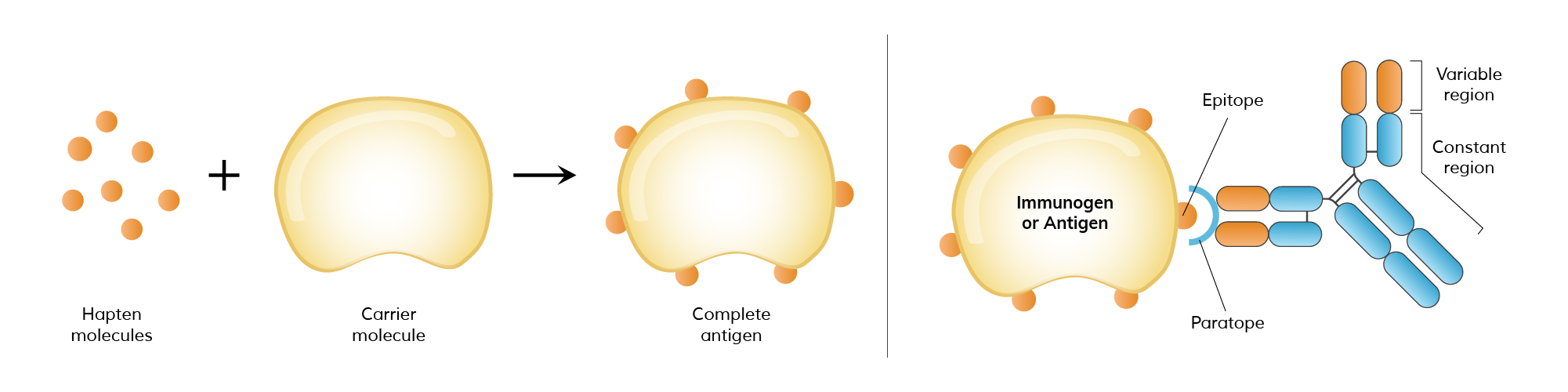 <p>Small organic molecules which is not immunogenic but <strong>contribute to binding. </strong>Immunisation with hapten + carrier creates new epitopes that stimulates hapten specific Ab </p><p>examples</p><p>nickel, penicillin, dinitrophenol</p>