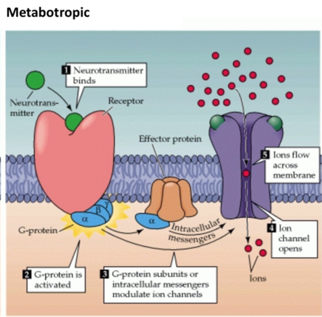 <p>As there is a receptor but this receptor is not a channel. The receptor sends a signal via a G protein to allow the channel to open</p>