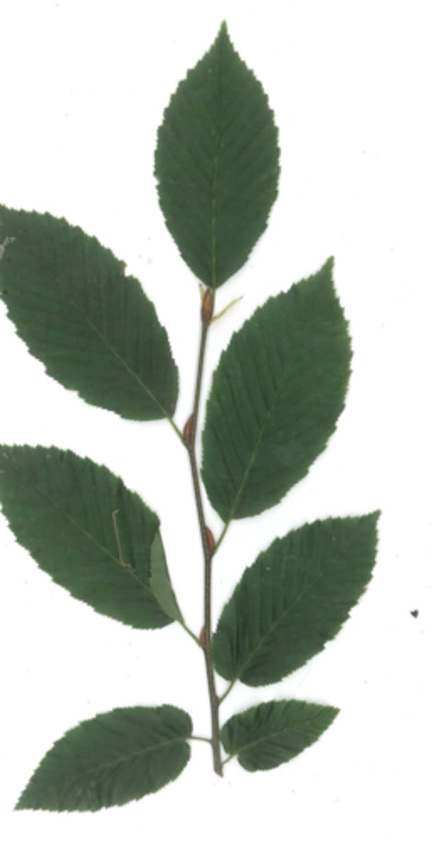 <p>curved buds, gumdrop</p>