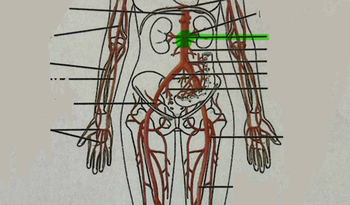 <p>in-between kidneys, middle gut</p>