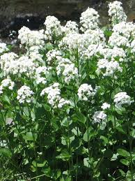 <p><em>Cardamine cordifolia </em></p>
