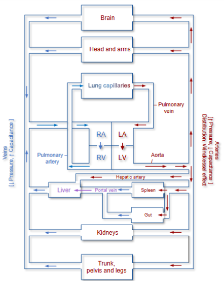 <ul><li><p>RA = Right atrium</p><p>RV = Right ventricle<br>LA = Left atrium <br>LV = Left ventricle<br></p></li><li><p>Red = oxygenated blood ( UP O2 | DOWN CO2)</p></li><li><p>Blue = non-oxygenated blood ( DOWN O2 | UP CO2)</p></li></ul><p></p><ul><li><p>Typical vessel sequence in an organ: </p><p>arterioles → capillaries → venules</p></li></ul><p></p><ul><li><p>Venous portal circuit (e.g. Liver)</p><p>capillaries → veins/venules → capillaries <br></p></li><li><p>Arterial portal circuit (e.g. Kidney)</p><p>capillaries → arterioles → capillaries </p></li></ul><p></p><p>All portal systems have <strong>TWO sets of capillaries </strong>arranged sequentially (i.e. bypassing the heart)</p><p></p>