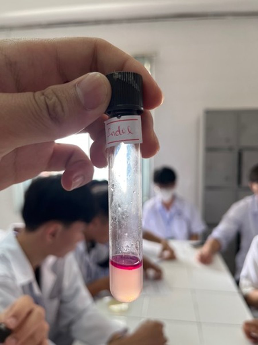 <p>Có vạch màu hồng</p>