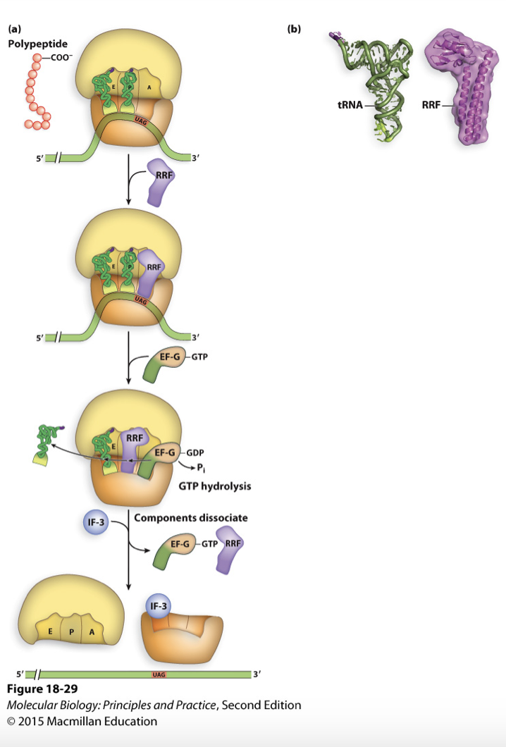 <ul><li><p>uses RRF (ribosome recycling factor) to dissociate ribosome complex by wedging the ribosome apart</p></li><li><p>RRF mimics tRNA shape and recognizes stop codon</p></li><li><p>use EF-G-GTP and GTP hydrolysis (energy)  to move RRF into P site</p></li></ul>