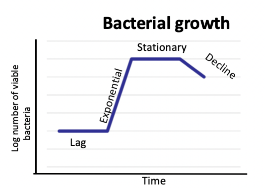<p>lag, exponential growth, stationary, decline</p>