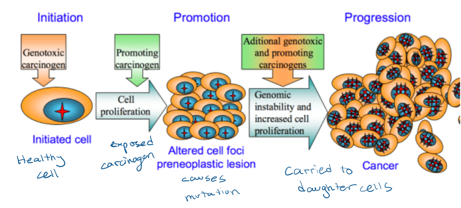 <p>Repeated X-ray burns</p>