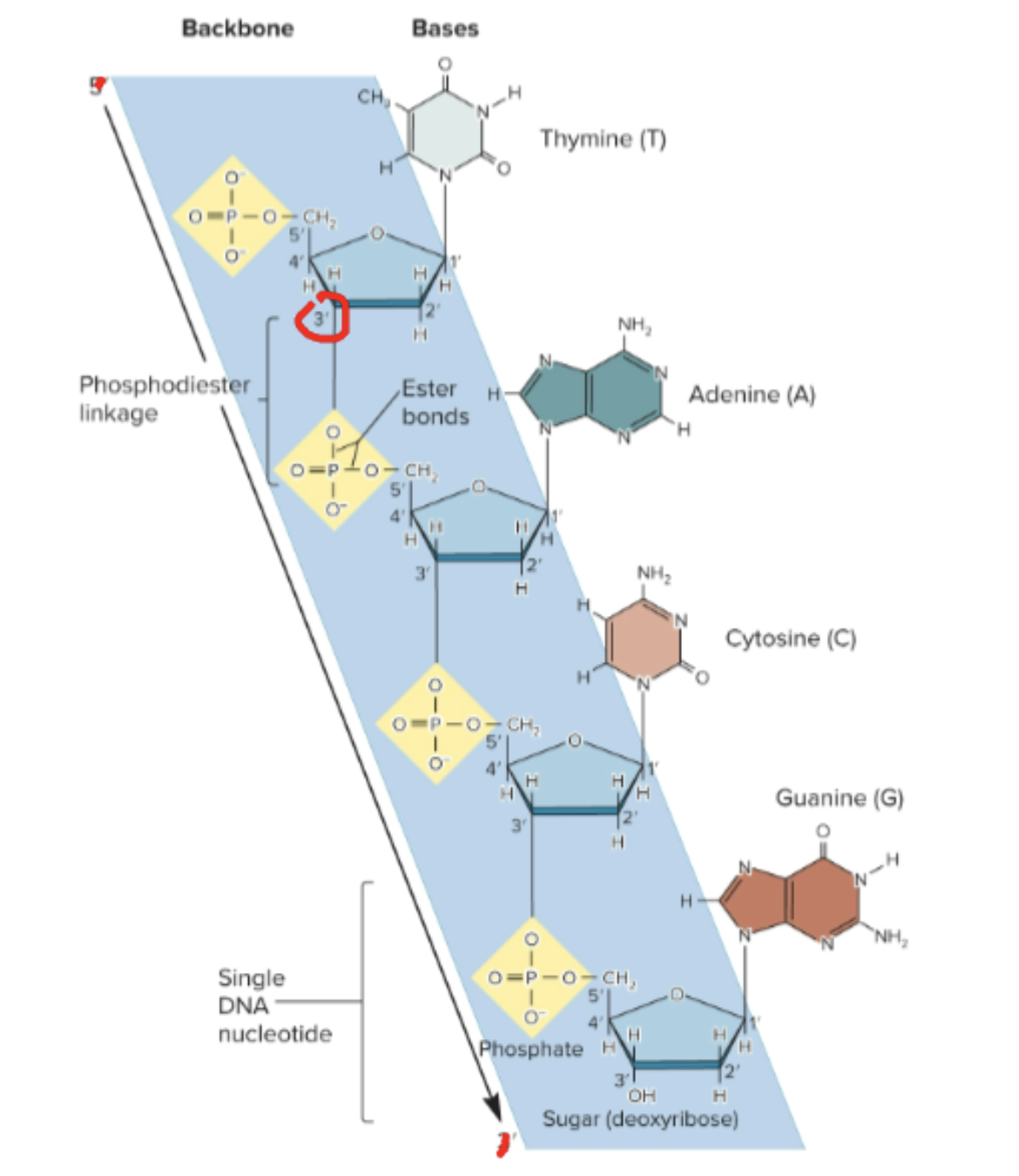 <p>A phosphate connects the 5’ carbon of one nucleotide to the 3’ carbon of an adjacent one, called a phosphodiester linkage </p>