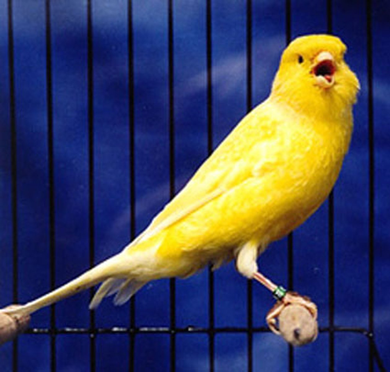 <p>canari</p>