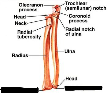 <p>styloid process(s)</p>