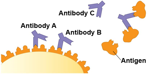 Unique to vertebrates
-Can learn to fight of certain pathogens
-Immune cells selectively destroy specific invading microbe, and viruses.
-Immunological response remembers the invaders which allows for a rapid response if the invader reappears again.
-Lots of receptors to readily encounter new pathogens
-Must be tolerant of our own cells
-Activation increases specific B and T cells
