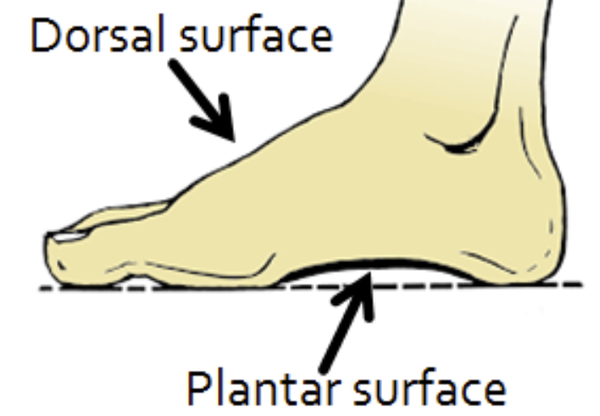<p>sole (plantar surface)</p>