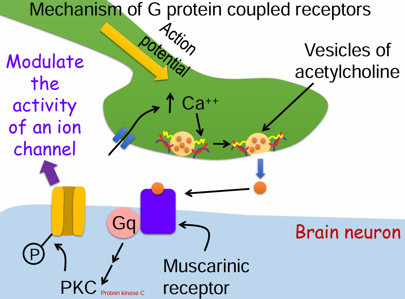 <ol><li><p>Action potential arrives at the presynaptic terminal.</p></li><li><p>Voltage-gated Ca²⁺ channels open → Ca²⁺ influx.</p></li><li><p>Vesicles release acetylcholine (ACh) into the synaptic cleft.</p></li><li><p>ACh binds to muscarinic GPCR on the postsynaptic membrane.</p></li><li><p>Gq protein is activated → triggers a signaling cascade.</p></li><li><p>Protein kinase C (PKC) is activated.</p></li><li><p>PKC phosphorylates and modulates an ion channel’s activity.</p></li></ol><p></p>