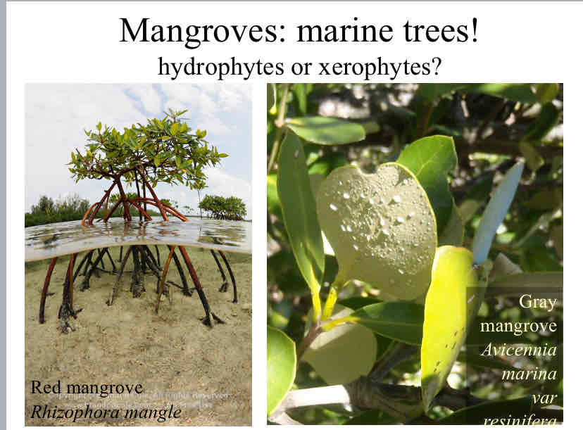 <p>Mangroves</p>