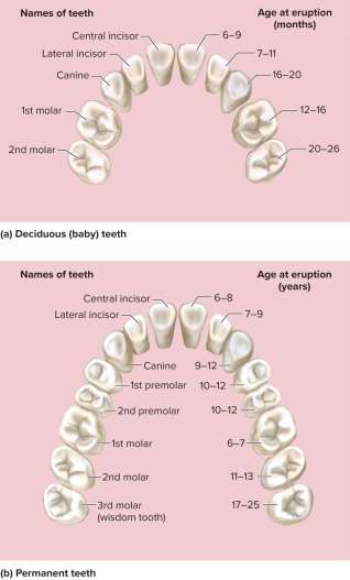 <p>Dentitions</p>