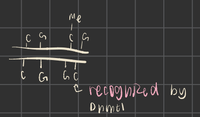 <p>denovo vs maintenance methylation</p>